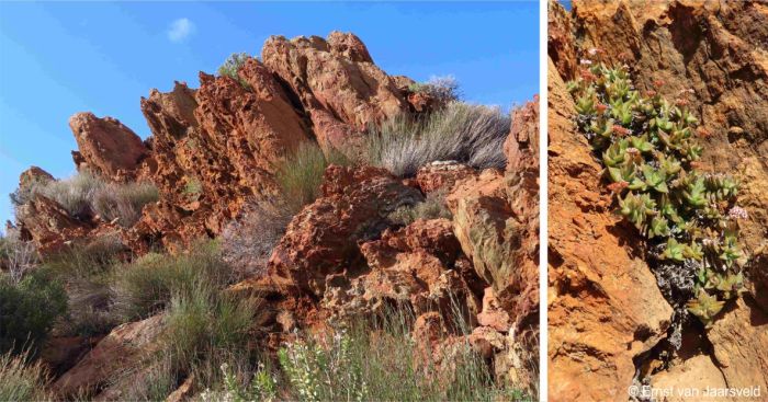 Habitat of Crassula inopina