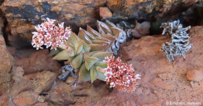 Crassula inopina in flower growing in a crevice 