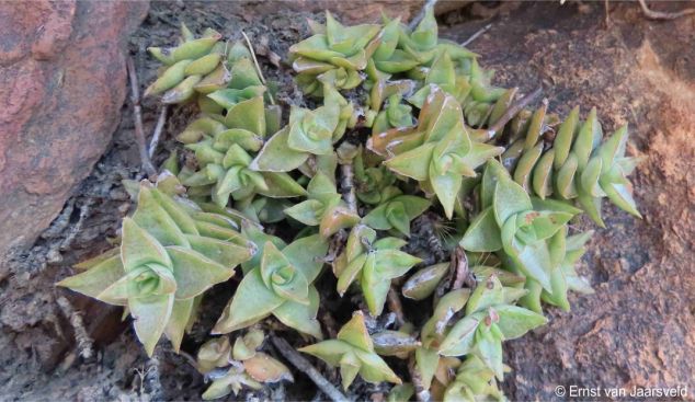 Crassula inopina growing in a crevice 