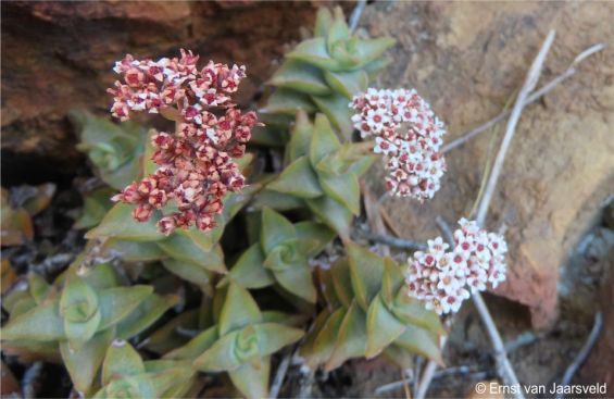 Crassula inopina in flower in habitat