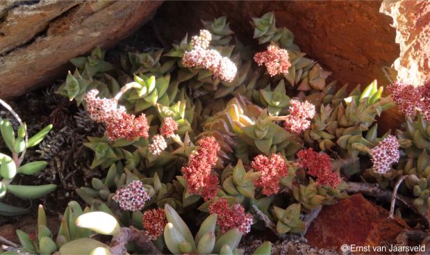 Crassula inopina in flower in a shady crevice 
