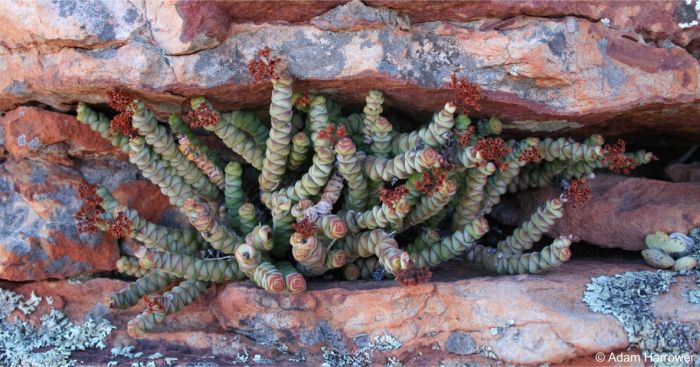 Crassula rupestris subsp. marnierana in fruit on a cliff ledge 