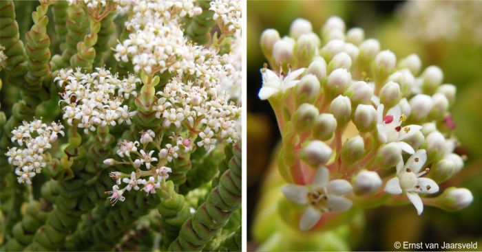 Crassula rupestris subsp. marnierana in flower in cultivation