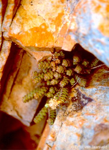 Crassula rupestris subsp. marnierana on a cliff ledge 