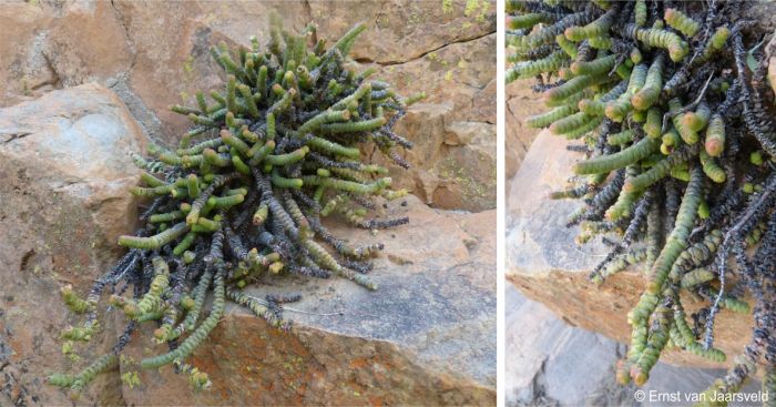 Crassula rupestris subsp. marnierana on a on a quarzitic sandstone cliff 