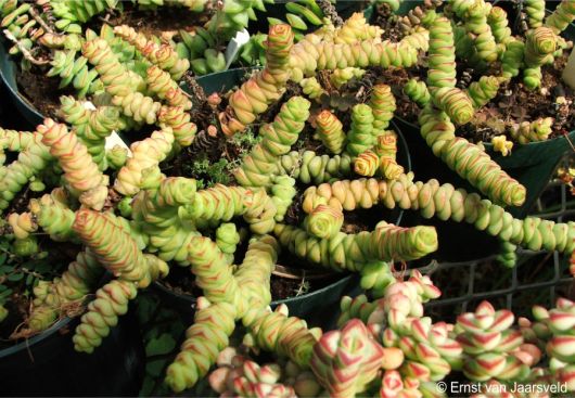 Crassula rupestris subsp. marnierana in cultivation in the Kirstenbosch nursery