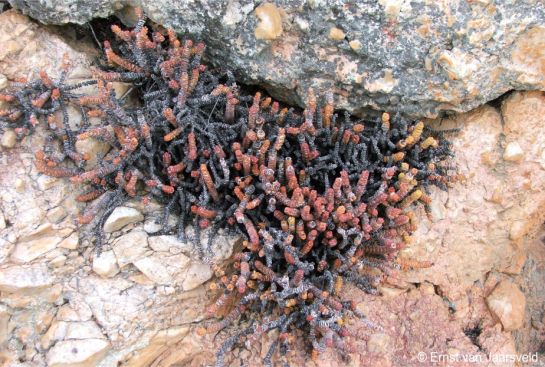 Crassula rupestris subsp. marnierana on a cliff showing drought stress