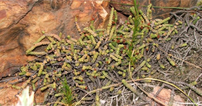 Crassula rupestris subsp. marnierana on a cliff ledge