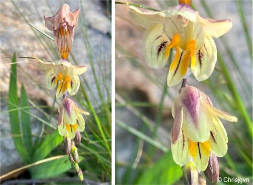 Flowers of Freesia refracta