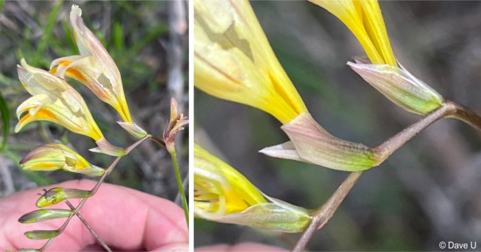 Side view of the flowers, showing bracts