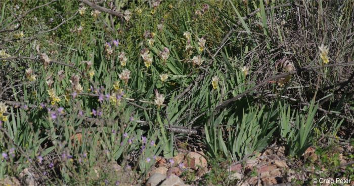 Freesia refracta in habitat