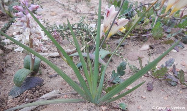 A smooth, erect branched stem and 7-10 narrow and pointed leaves