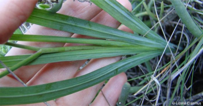 Close-up of the leaves