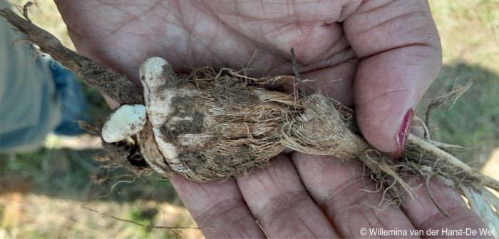 Corm is cone-shaped and covered with light brown fibres