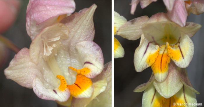 Close-up of the flowers