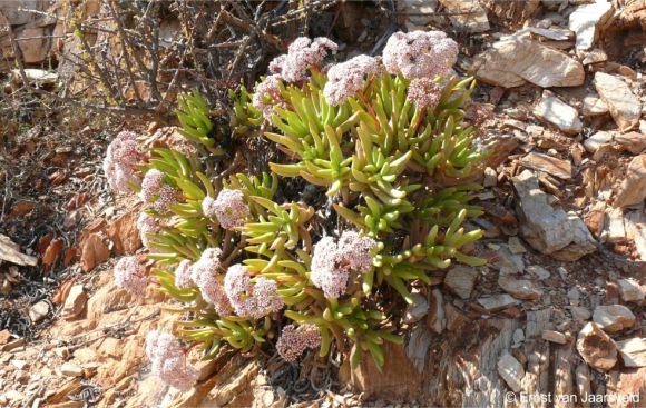 Crassula macowaniana in flower at Helshoogte, Richtersveld