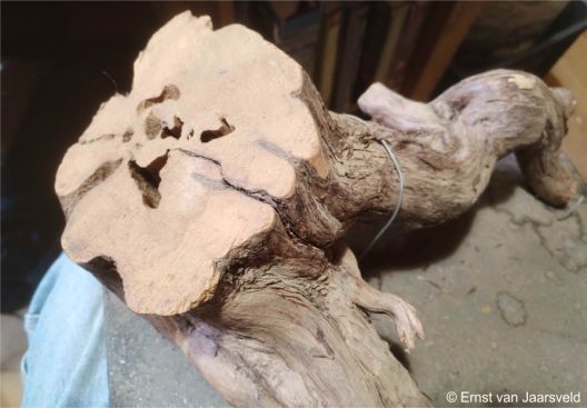 The cut woody base of a dead Crassula macowaniana 