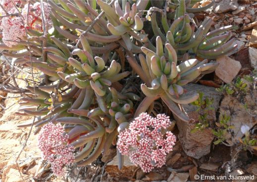 Crassula macowaniana in flower at Helshoogte, Richtersveld, Northern Cape