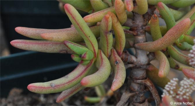 Leaves and stem of a cultivated plant