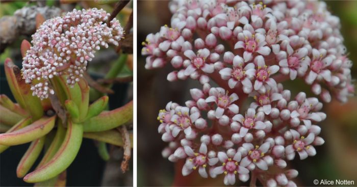 Inflorescence and flowers of a cultivated plant