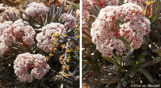 Crassula macowaniana in flower at Helshoogte, Richtersveld