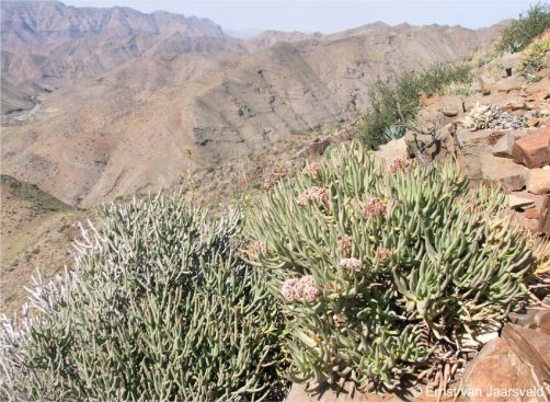 Crassula macowaniana in flower on the Hunsberg, southern Namibia