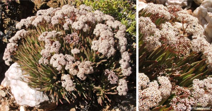 Crassula macowaniana flowering the Vandersterrberg, Richtersveld