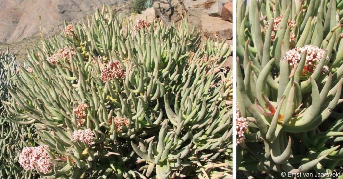 Crassula macowaniana on the Hunsberg, with leaf tips curving towards the sun