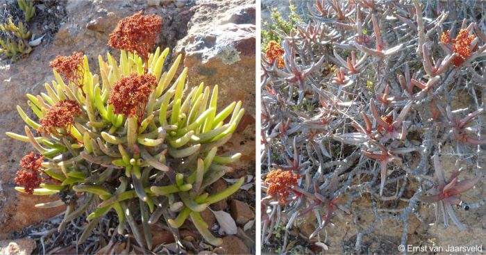 Crassula macowaniana growing on the north-facing slopes of the Rooiberg near Nuwerus, Western Cape, in summer