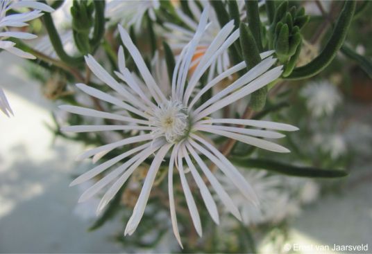 Drosanthemum anemophilum flower in cultivation at Kirstenbosch