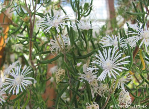 Drosanthemum anemophilum in flower in the Conservatory at Kirstenbosch