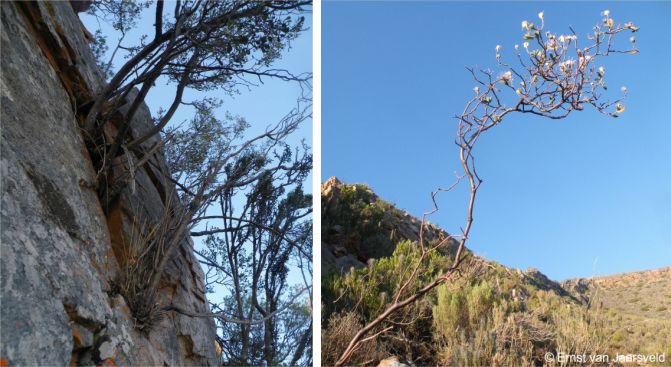 Drosanthemum anemophilum in habitat