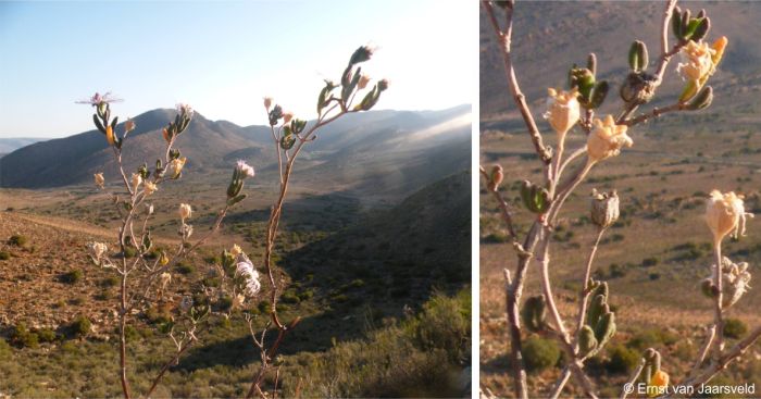 Tall spindly growth with persistent capsules