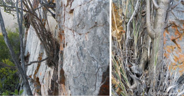 Base of stem firmly anchored in the cliff face