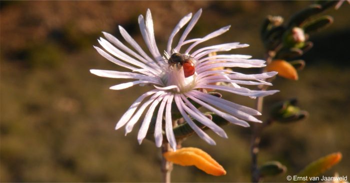 Flower and solitary bee in habitat