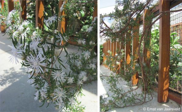 Drosanthemum anemophilum in flower in a corner unit in the Botanical Society Conservatory at Kirstenbosch