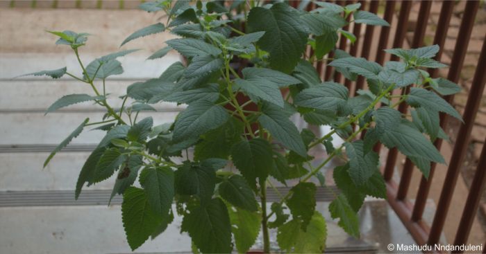 Coleus hereroensis leaves