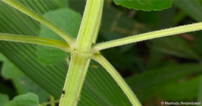 Coleus hereroensis stems are covered in fine white hairs