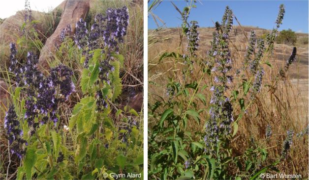 Coleus hereroensis in habitat in Limpopo left and Zimbabwe right