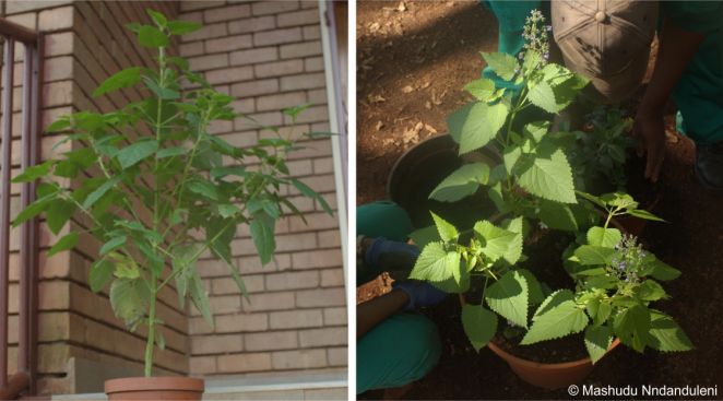 Coleus hereroensis in cultivation