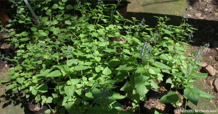 Coleus hereroensis in flower cultivation