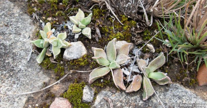 Rhombophyllum rhomboideum in habitat Rhombophyllum rhomboideum in habitat