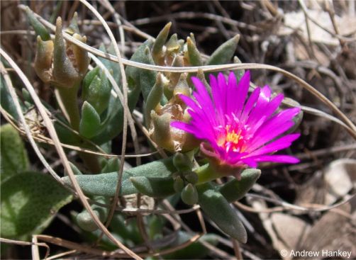 Leaves, a developing capsule and a close-up of the flower