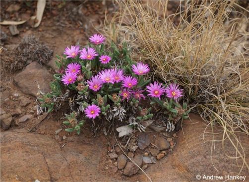 Delosperma purpureum in habitat