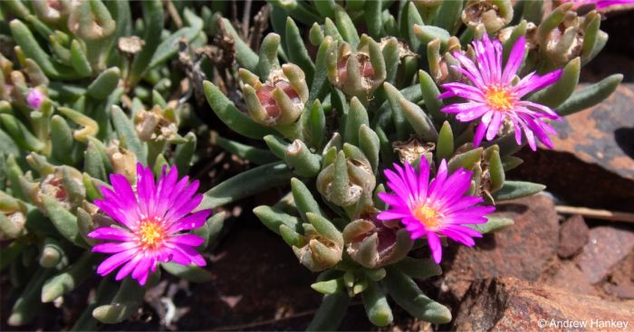 Delosperma purpureum leaves and capsules