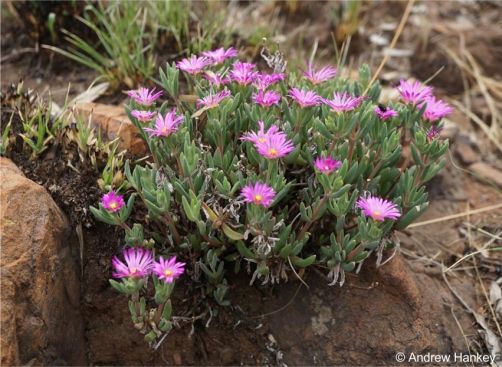 Delosperma purpureum in habitat