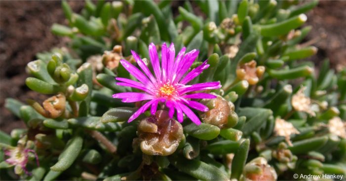 Delosperma purpureum fruit capsules and a flower