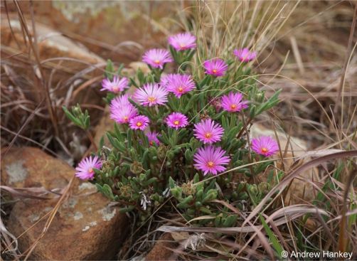 Delosperma purpureum 