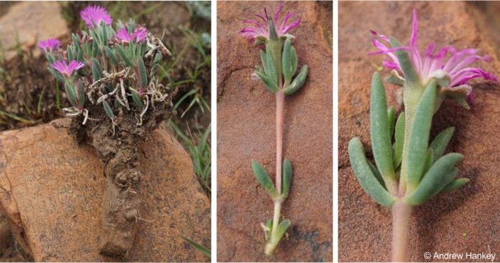 Delosperma purpureum woody root, stem and leaves
