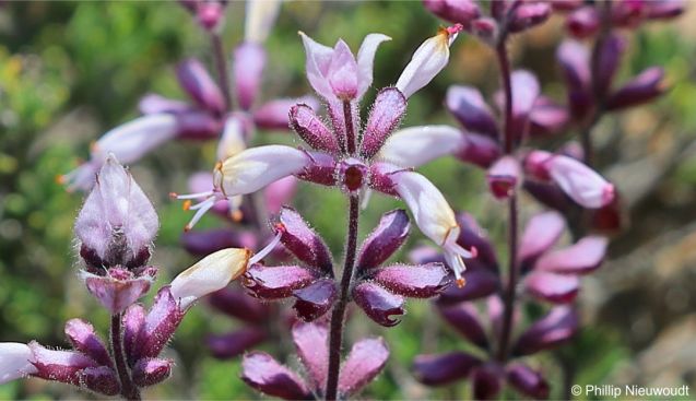 Syncolostemon albiflorus Syncolostemon albiflorus